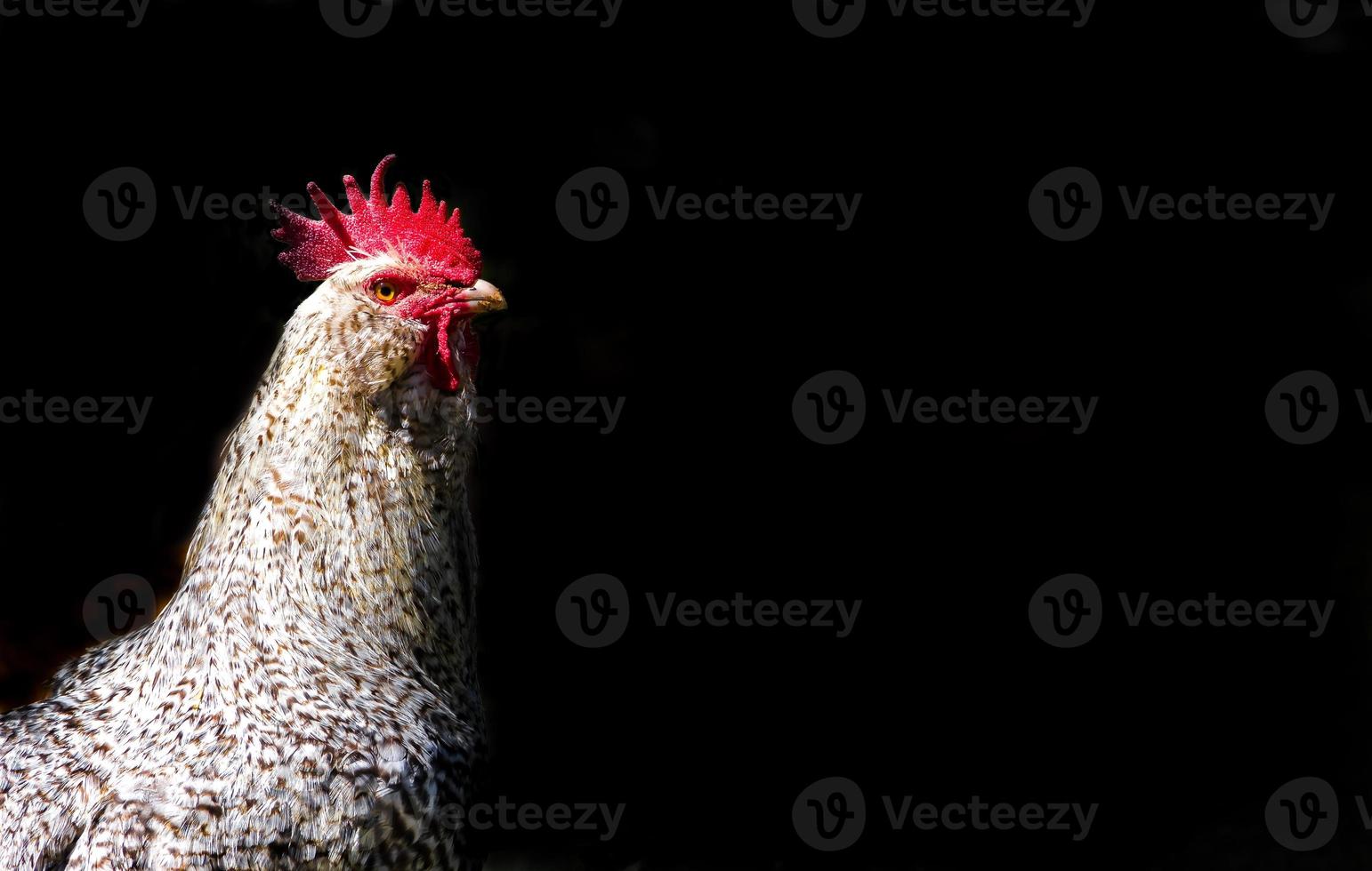 portrait of rooster isolated on black background with space for text photo