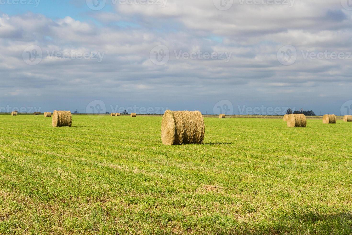 bales of alfalfa in the field in summer photo