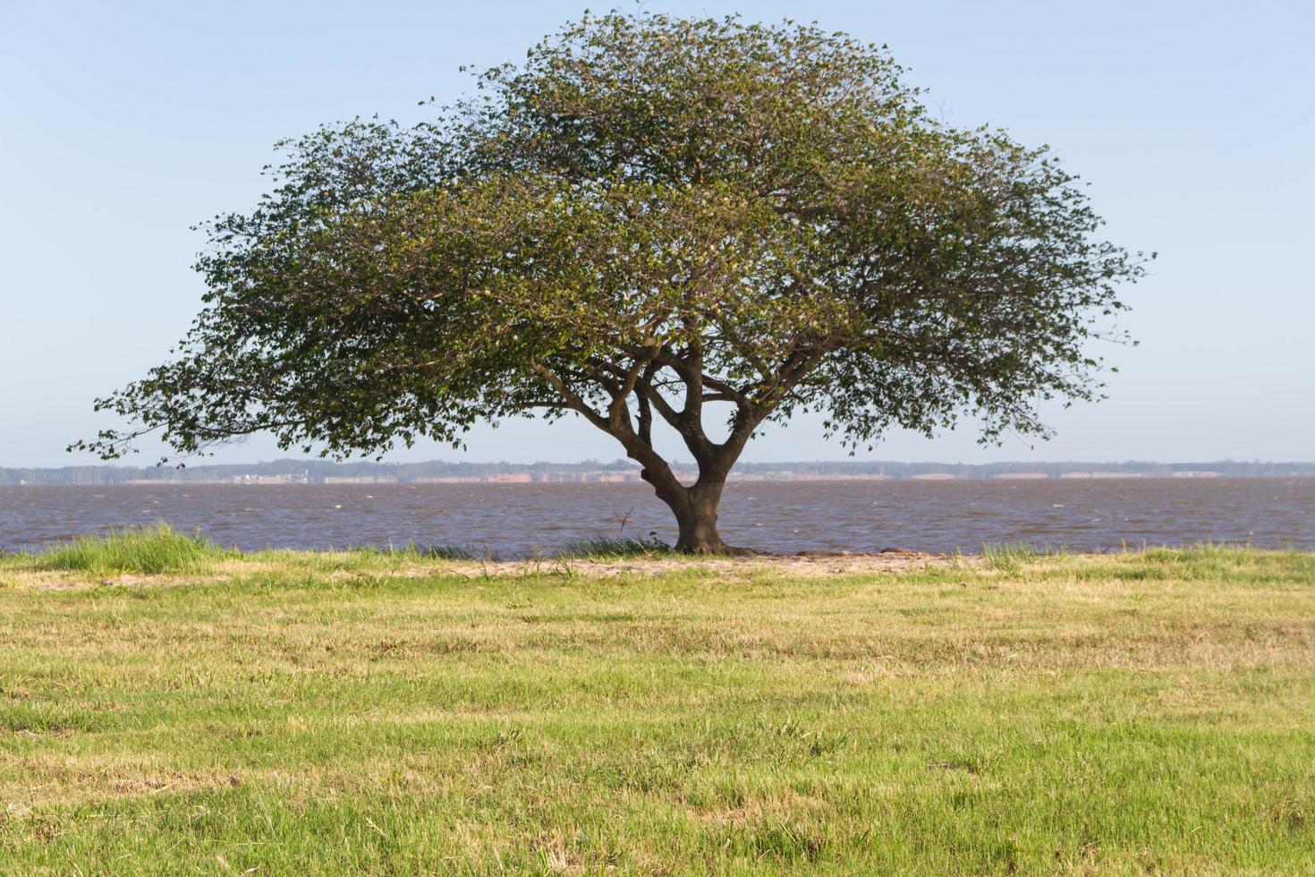 summer landscape on the banks of the river in the city of federation province of entre rios argentina photo