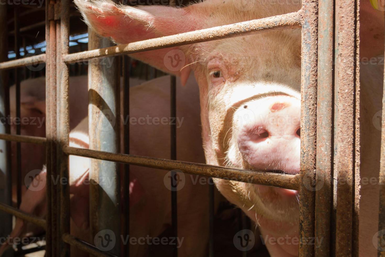 pig hatchery for pig meat consumption in the field photo