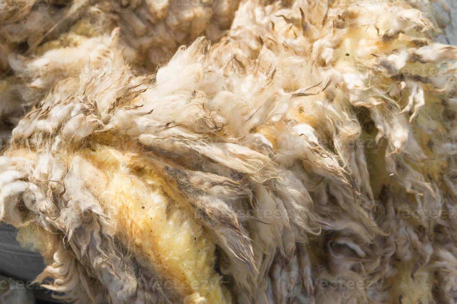 raw wool fleece just sheared before being spun photo