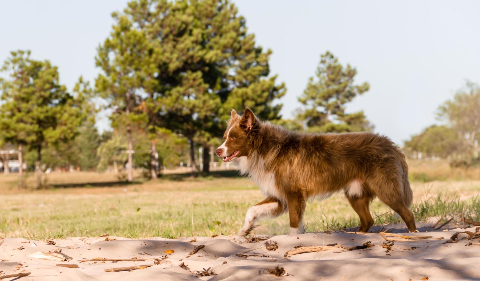 mestizo perro cruces siberiano caminando al aire libre foto