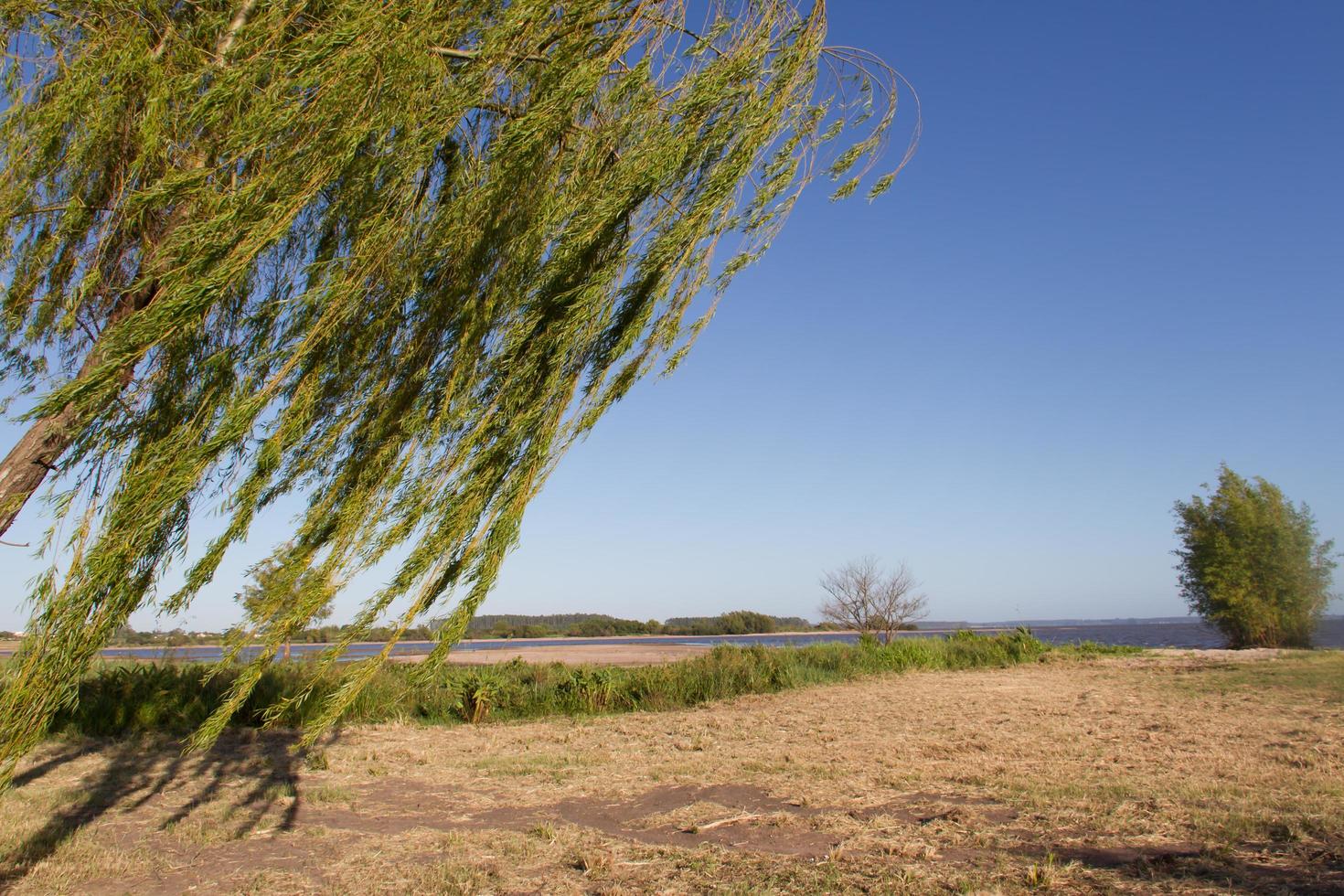 weeping willow on the banks of the river in the city of federation province of entre rios argentina photo