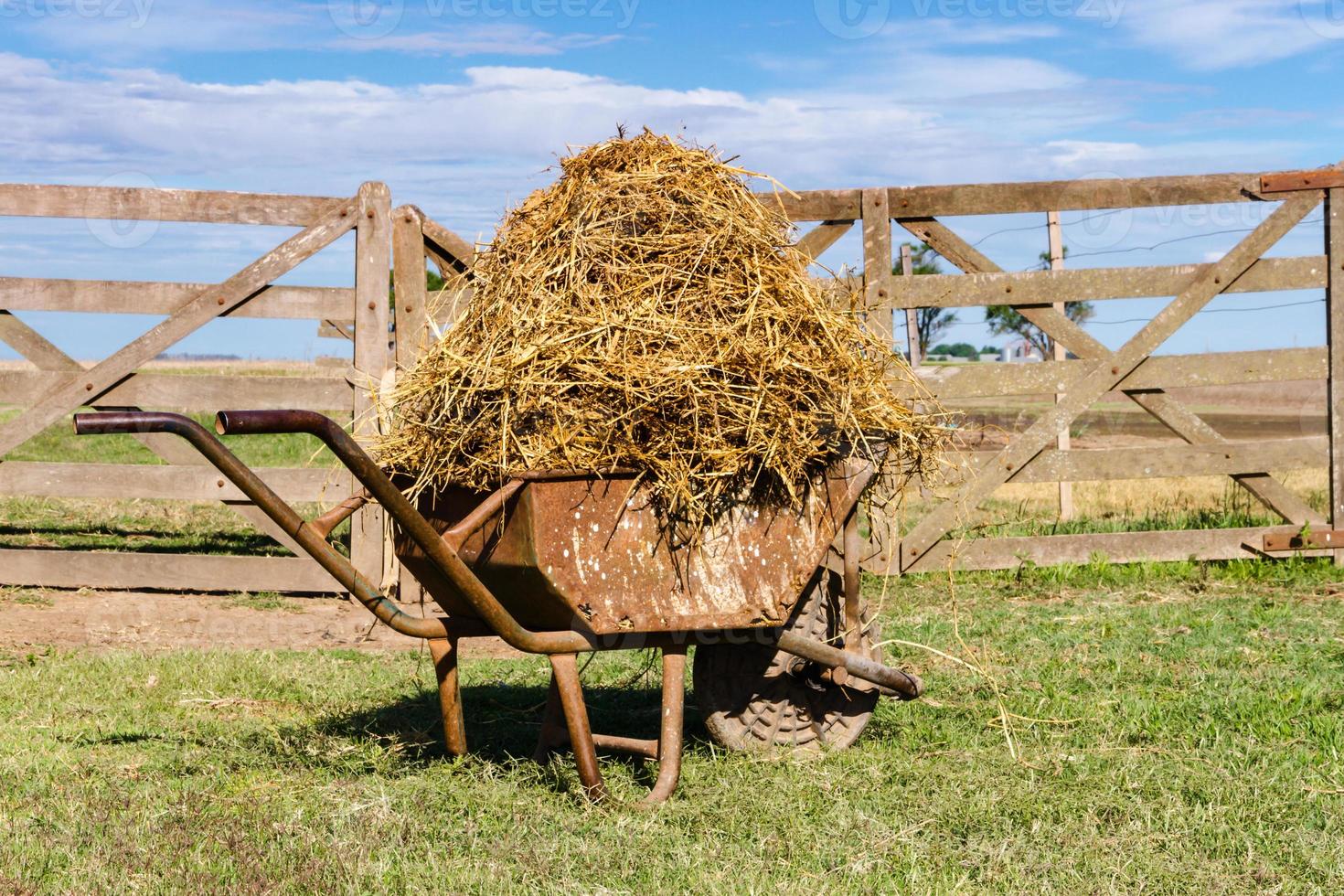 old wheelbarrow loaded with alfalfa in the field of the pampa argentina photo