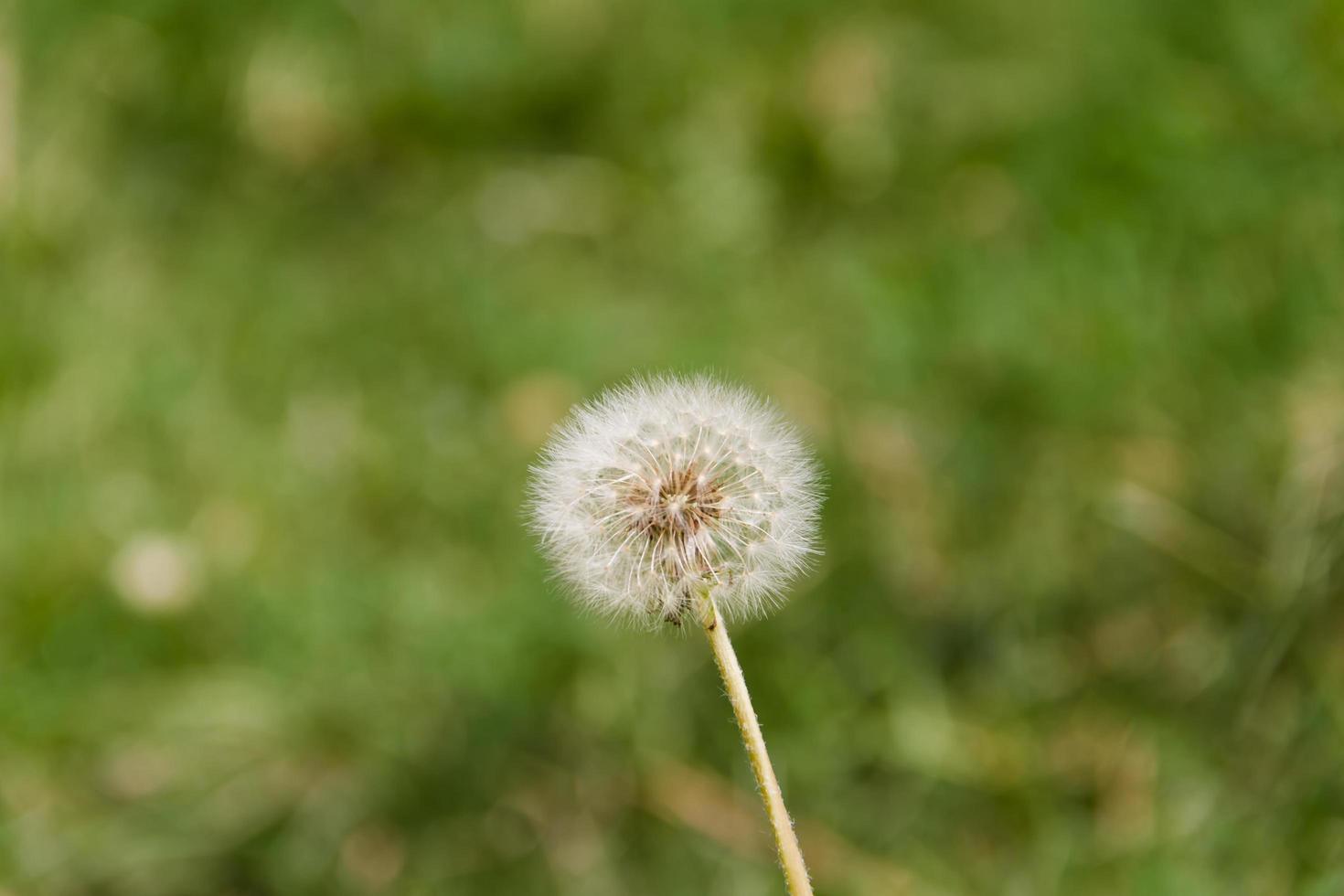 diente de león hierbas con desenfocado antecedentes en primavera foto