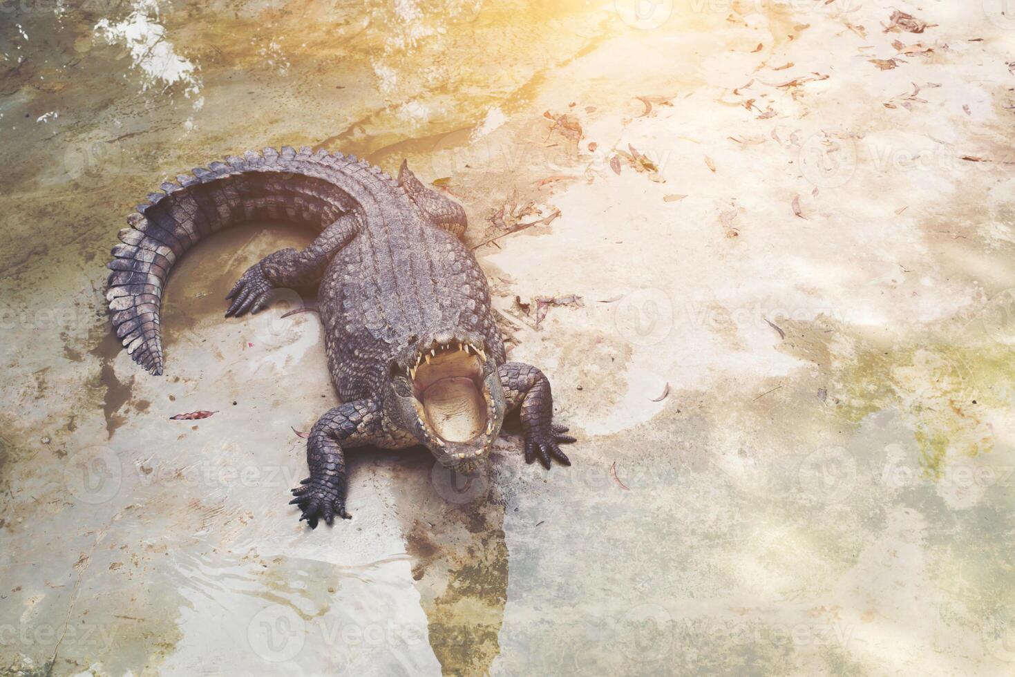 Crocodile in the pond photo