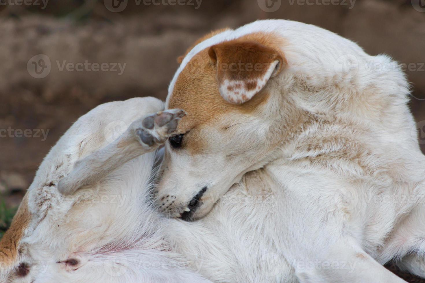 mongrel dog that scratches by flea irritation or skin allergies photo