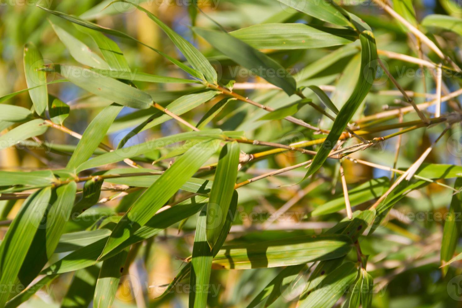 bambu cane on the banks of the river in the city of federation province of entre rios argentina photo