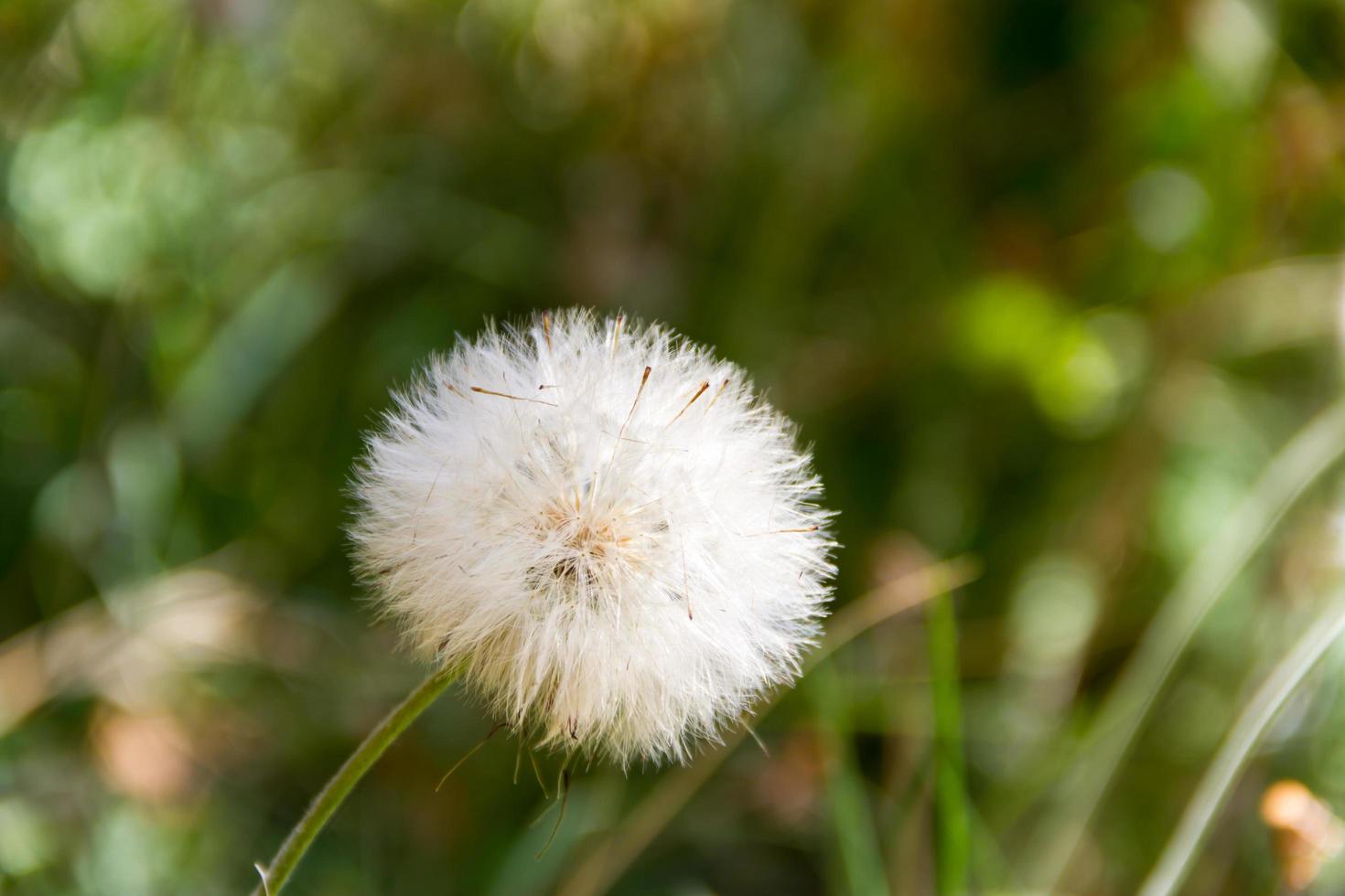 diente de león hierbas con desenfocado antecedentes en primavera foto