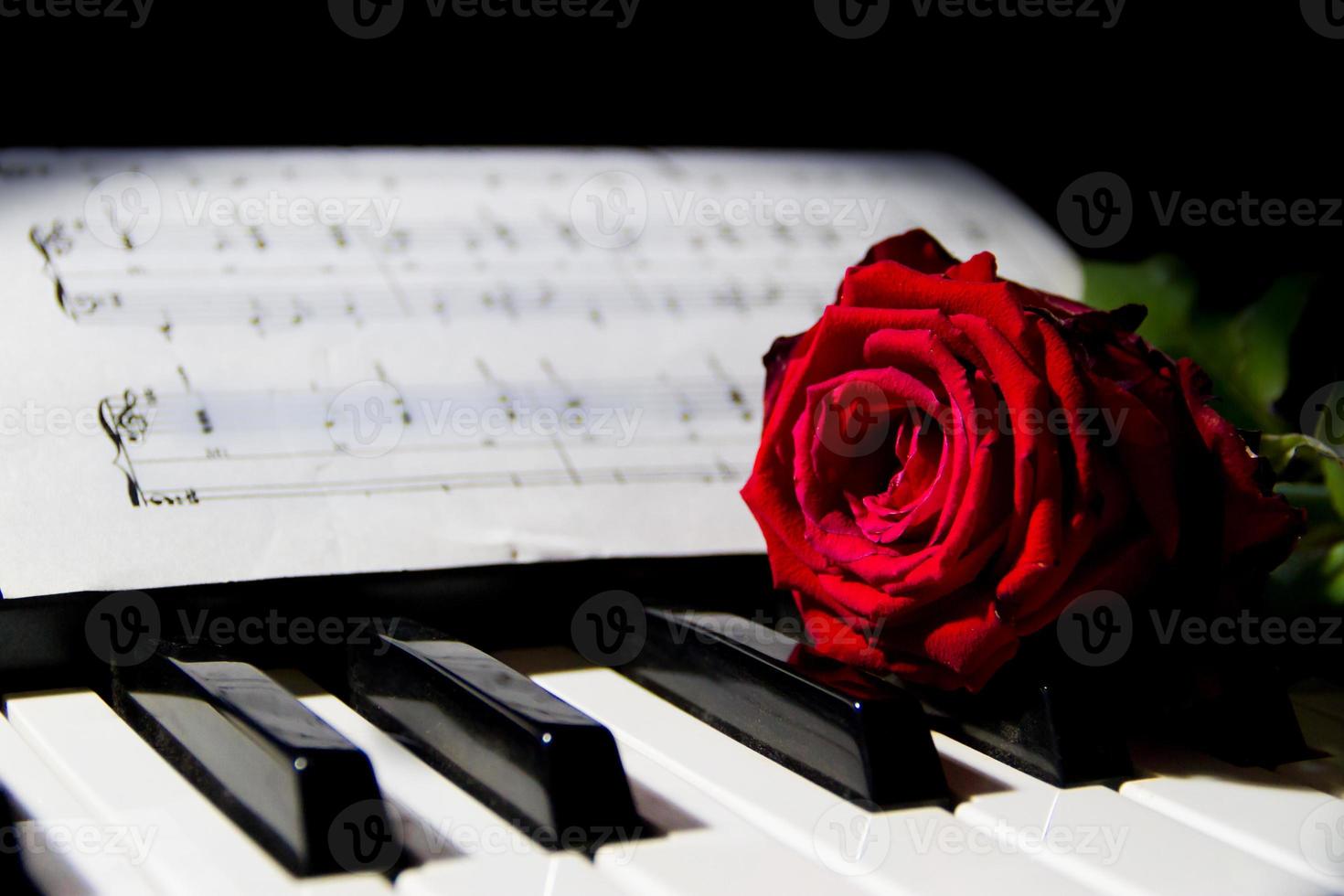 a red rose on the piano keys photo