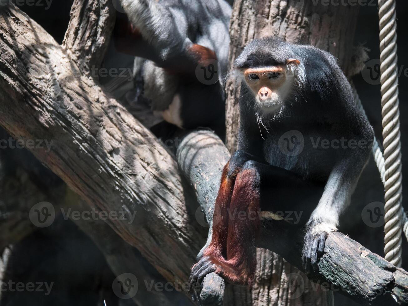 monkey in the zoo photo