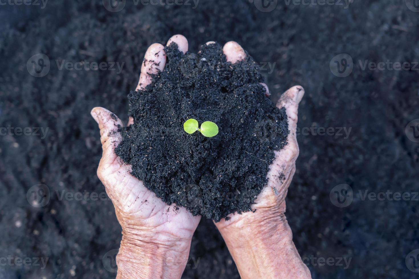 Woman's senior hands show beautiful little green tree plants or young plants preparing for planting in abundance soil for agriculture. Care of Environment. Ecology concept photo