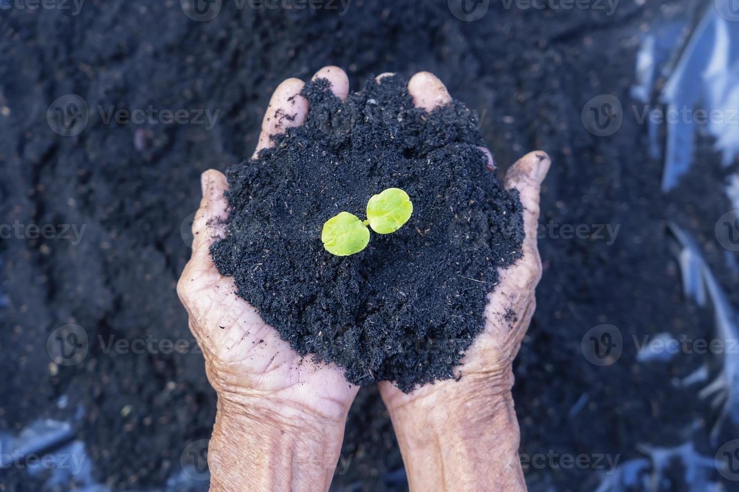 Woman's senior hands show beautiful little green tree plants or young plants preparing for planting in abundance soil for agriculture. Care of Environment. Ecology concept photo