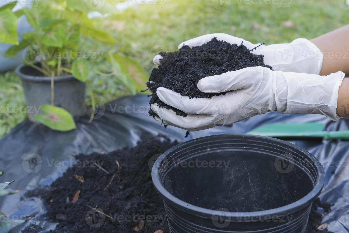 Close-up of a black flowerpot and woman's hands with white gloves preparing the soil for planting flowers into a pot. Planting flowers in the garden home. Gardening at summer photo