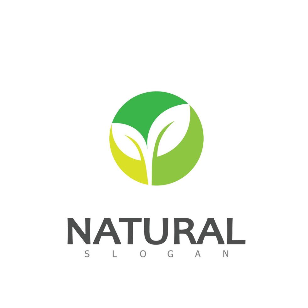 natural hoja naturaleza eco logo diseño modelo vector