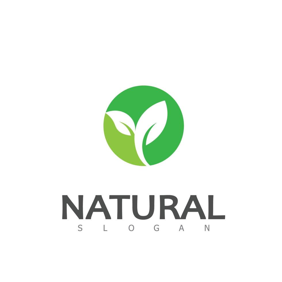 natural hoja naturaleza eco logo diseño modelo vector