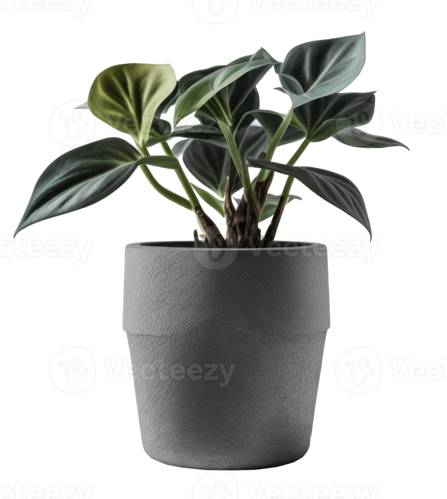 Home Plant in Pot cutout png