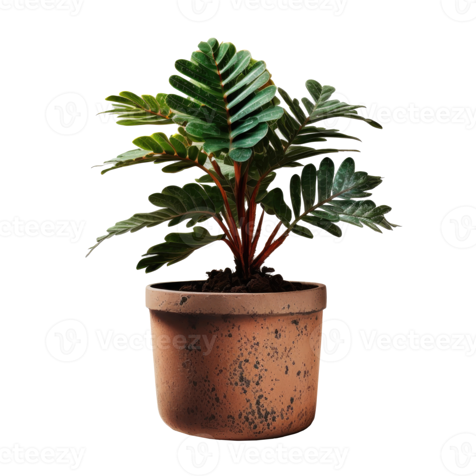 Home Plant in Pot cutout png