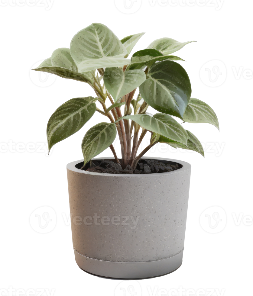 Home Plant in Pot cutout png