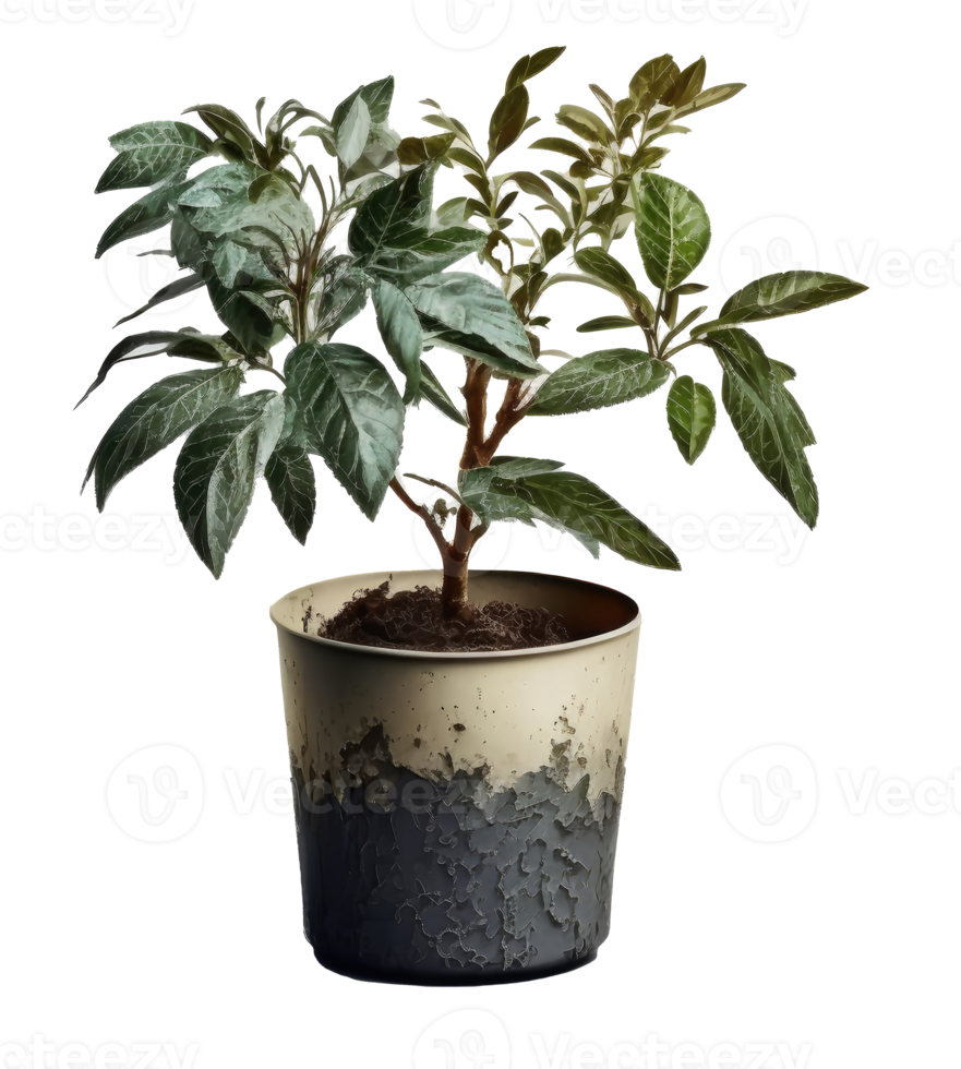 Home Plant in Pot cutout png