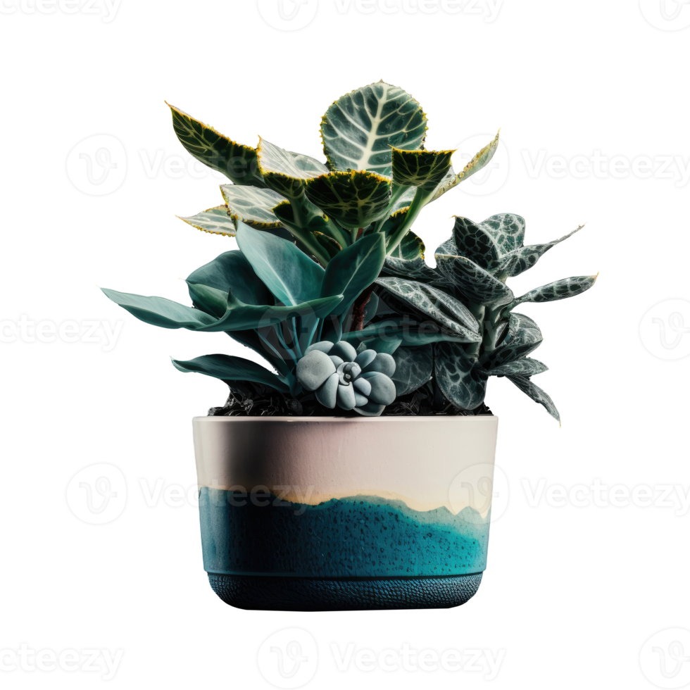 Home Plant in Pot cutout png