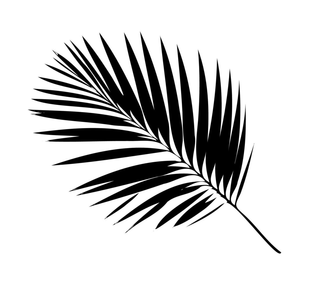 Palm Leaf Silhouette. Vector Illustration