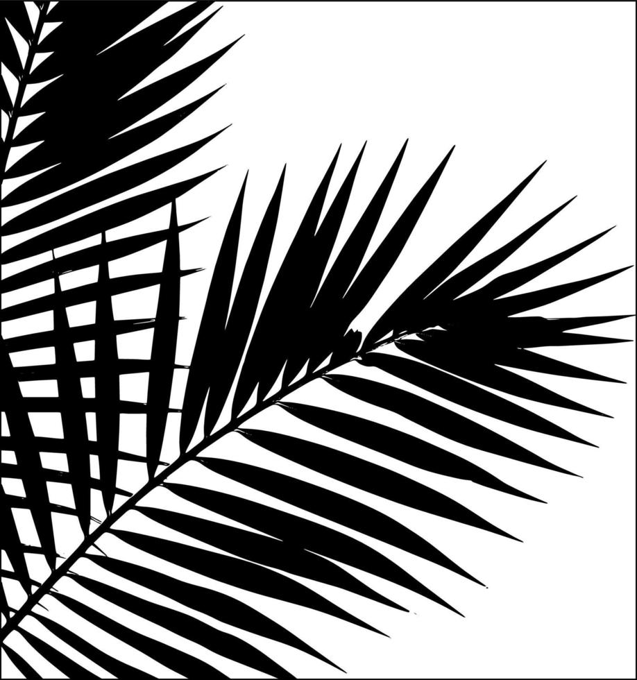 Palm Leaf Silhouette. Vector Illustration