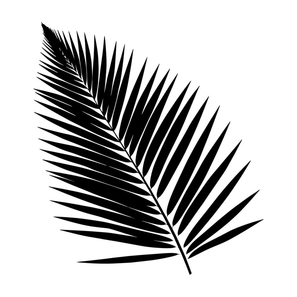 Palm Leaf Silhouette. Vector Illustration