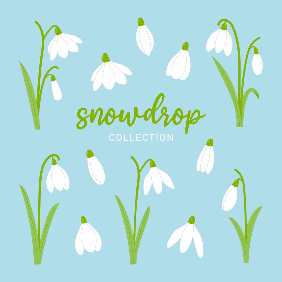 Snowdrops spring flowers set. Cartoon vector illustration.