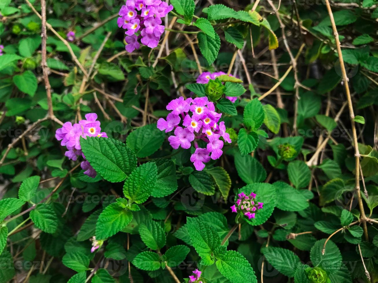 Purple Trailing Lantana in bloom with green background 21668071 Stock