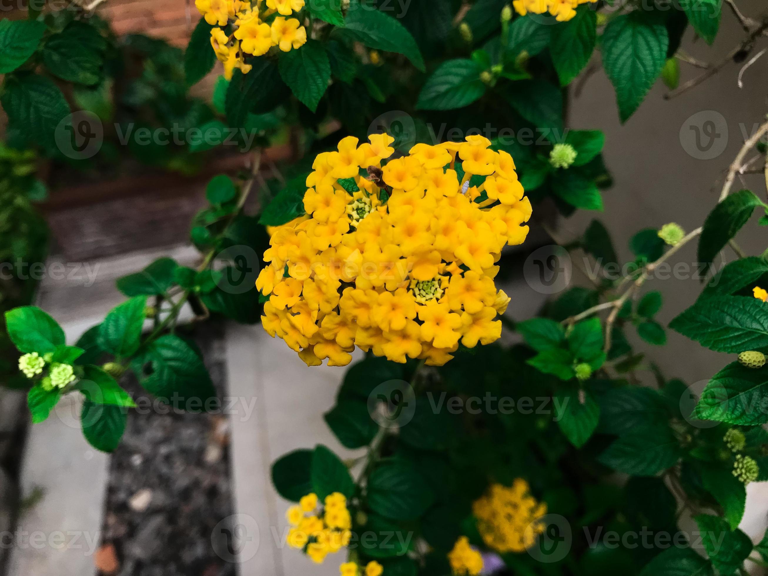 beautiful yellow trailing lantana backdrop 21668081 Stock Photo at Vecteezy