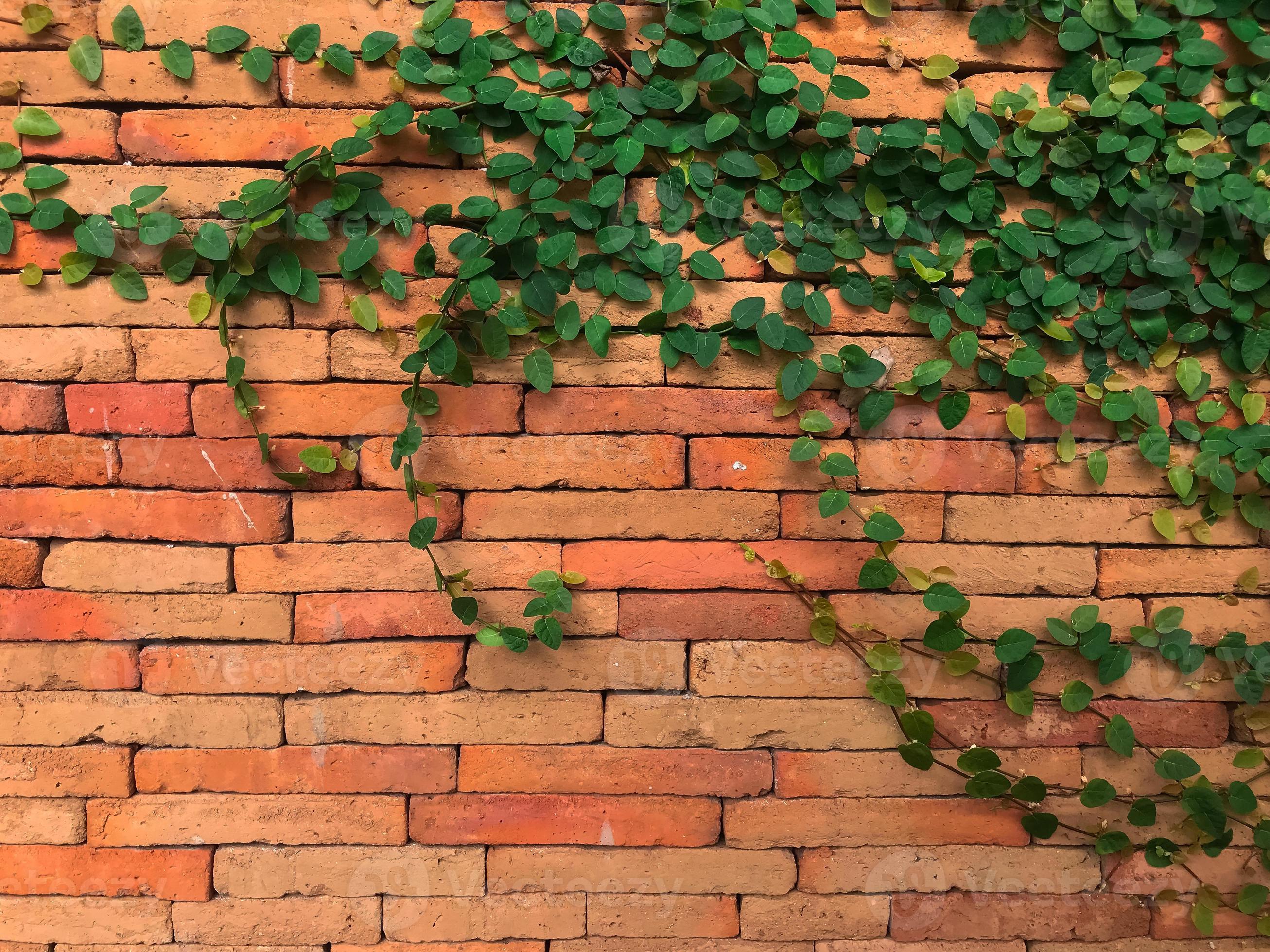 Climbing plant, green ivy or vine plant growing on antique brick wall