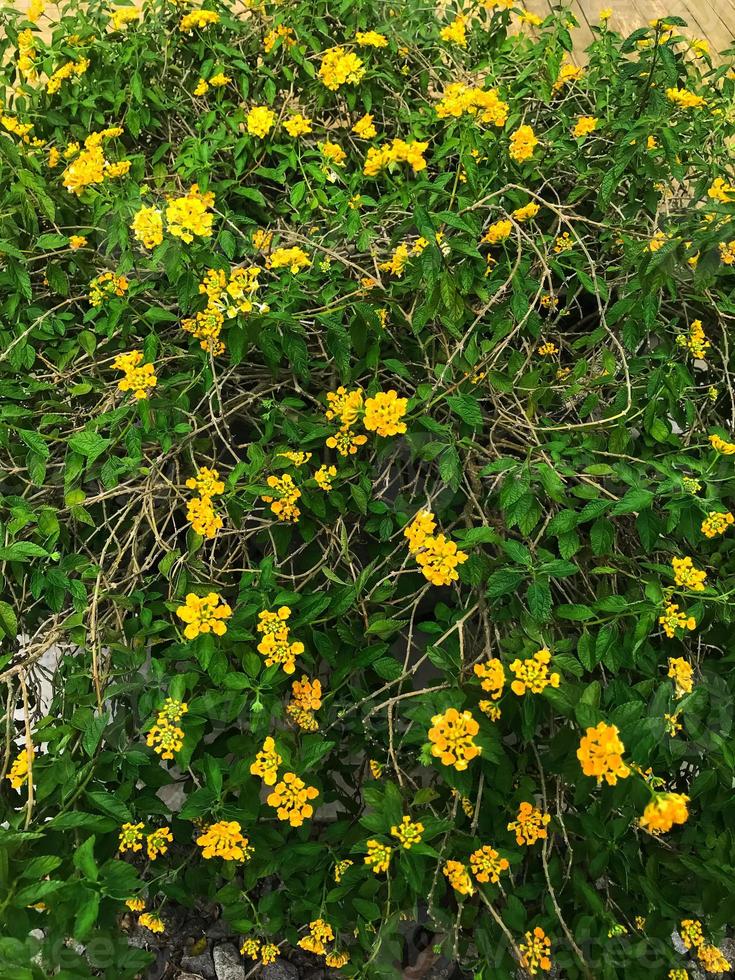 beautiful yellow trailing lantana backdrop 21668129 Stock Photo at Vecteezy