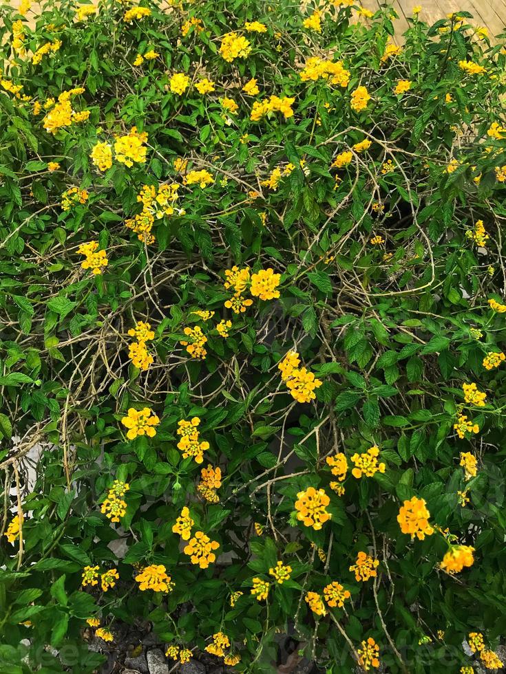 beautiful yellow trailing lantana backdrop photo