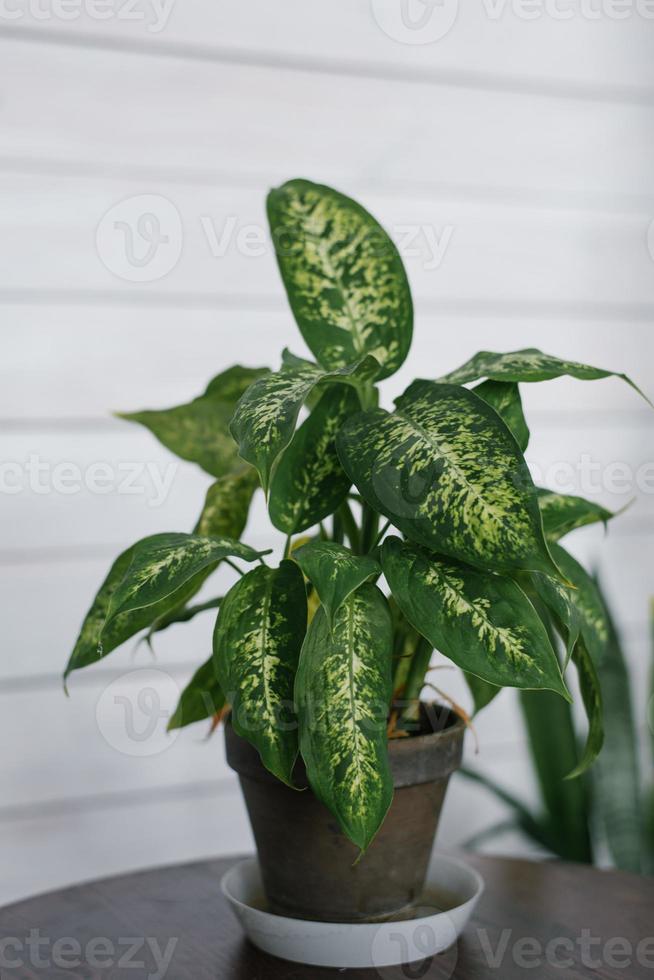 Indoor plant in a clay pot photo