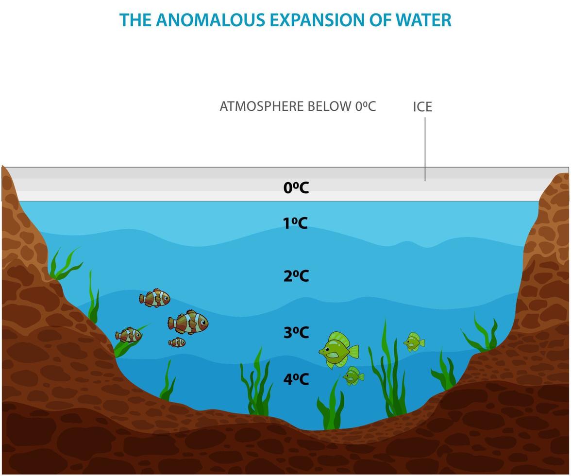 The anomalous expansion of water or anomalous behavior of water vector