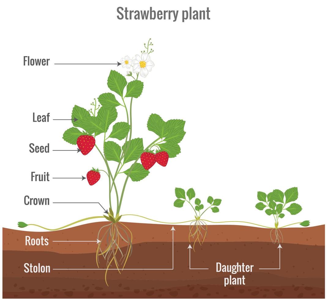 Asexual reproduction of strawberry with lebels vector