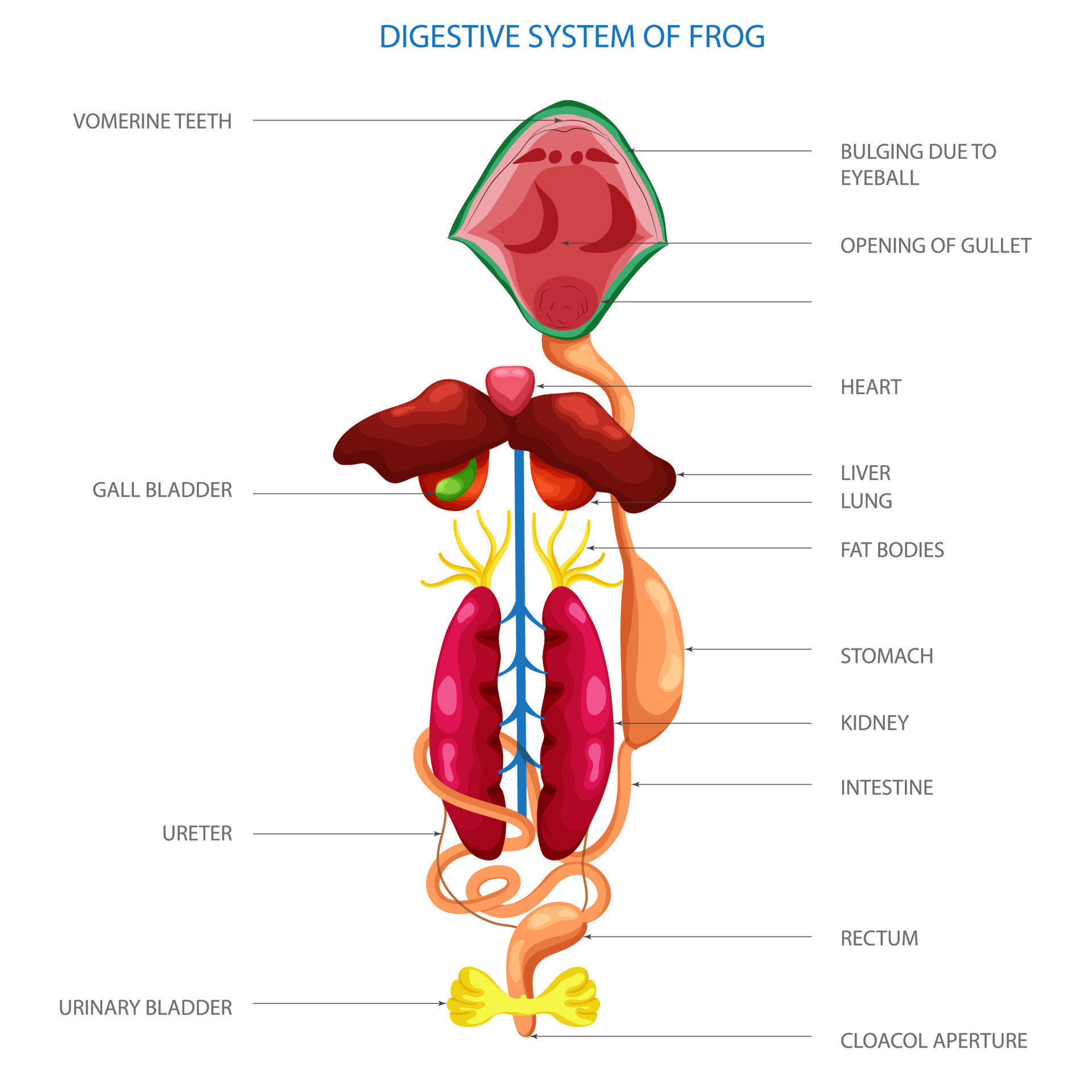 Labeled diagram of Digestive system of frog 21669353 Vector Art at Vecteezy