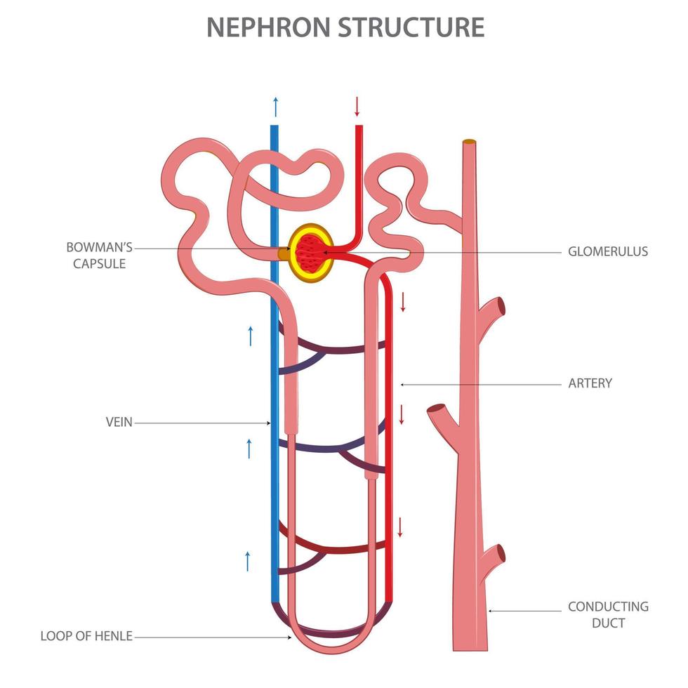 estructura de nefrona en riñón vector ilustración en blanco antecedentes