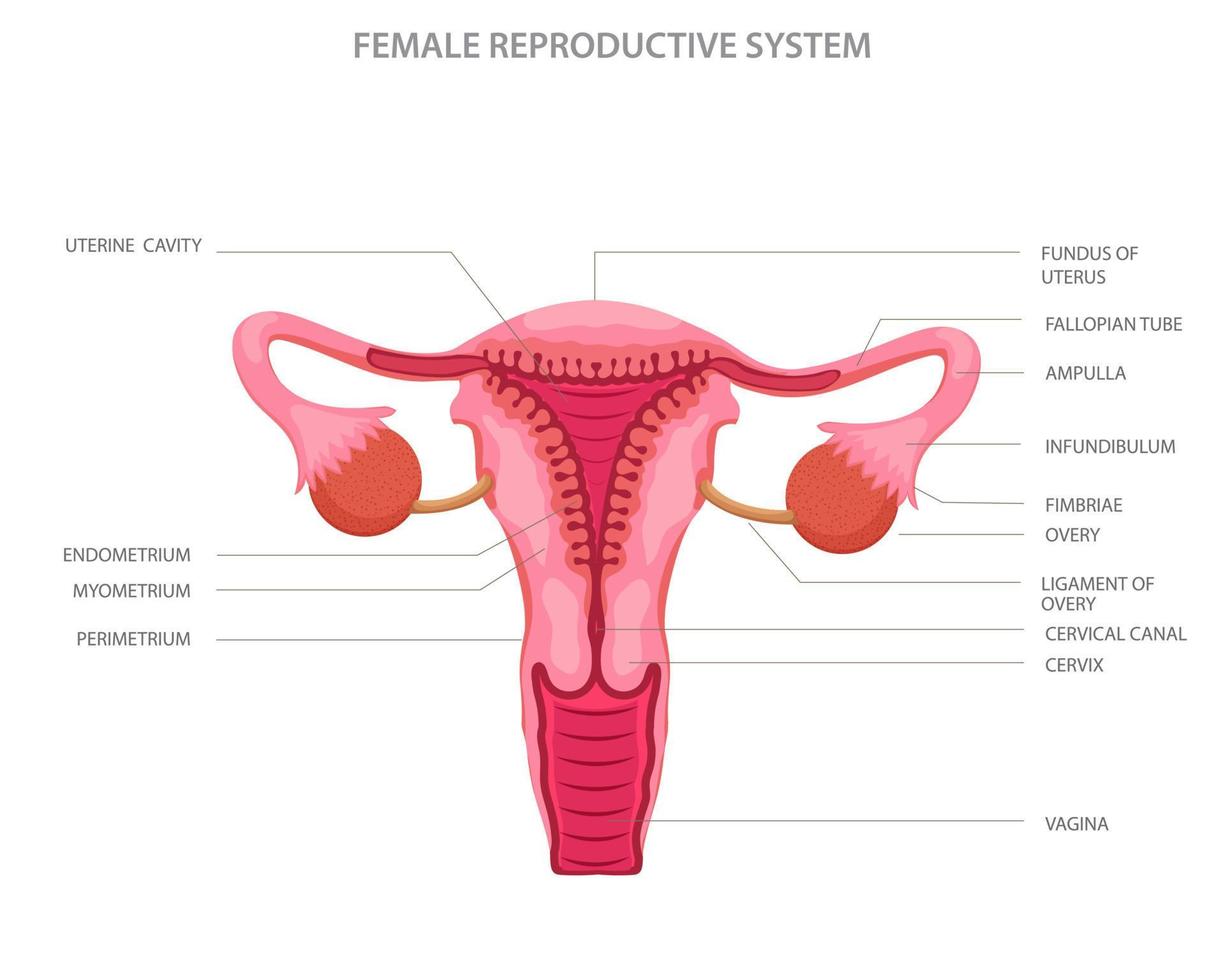 Female reproductive system with main parts vector