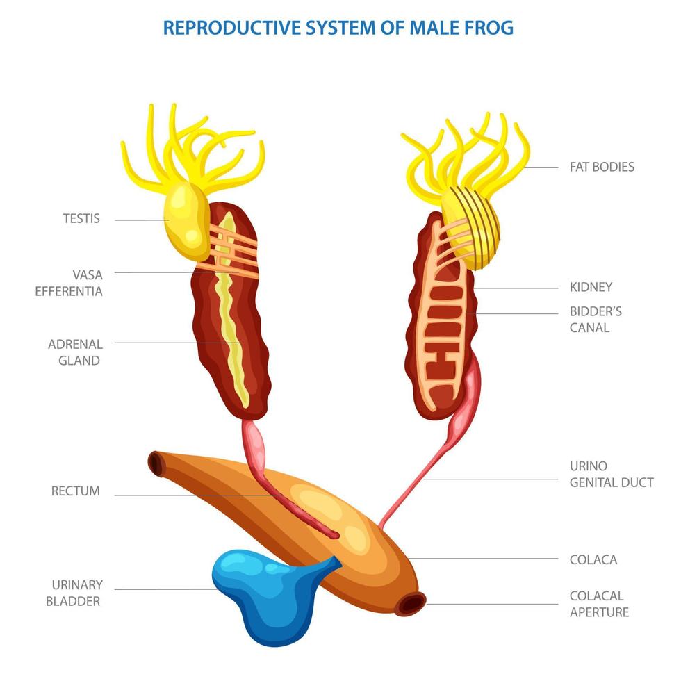 Labelled diagram of Reproductive system of male frog vector