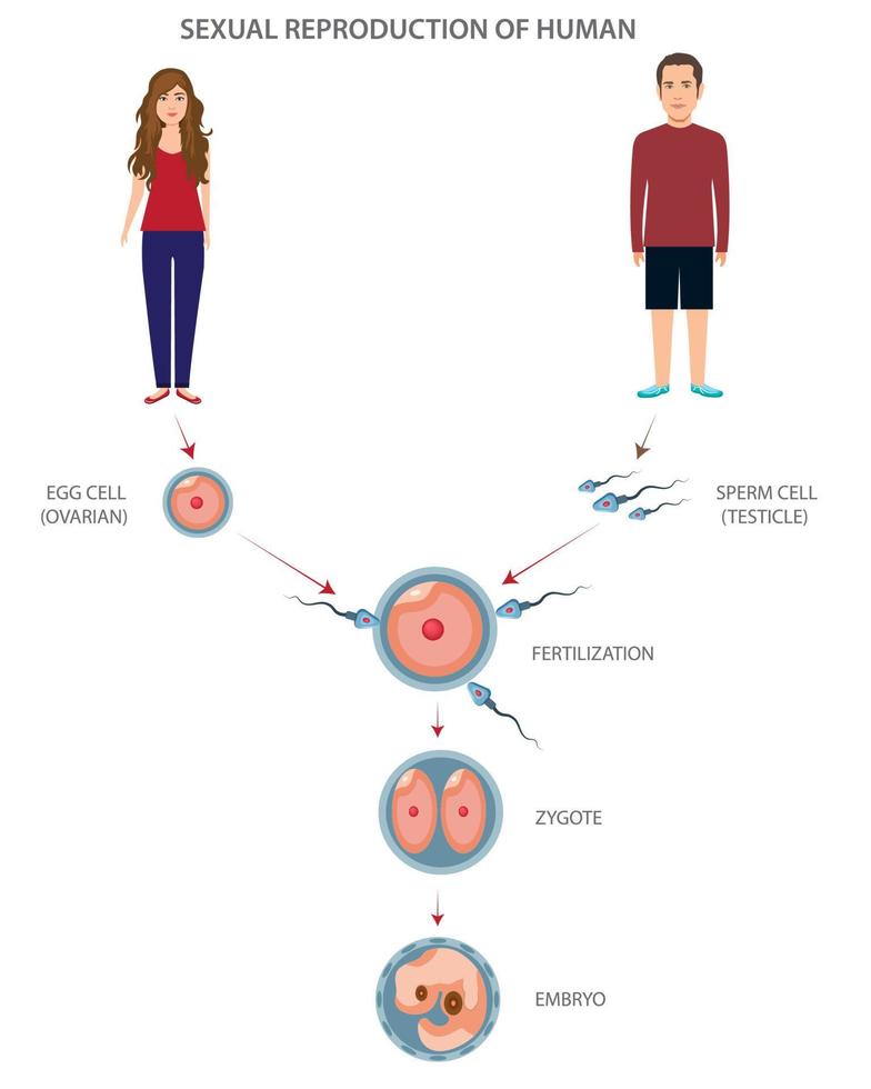 Sexual reproduction of human different stages and levels vector