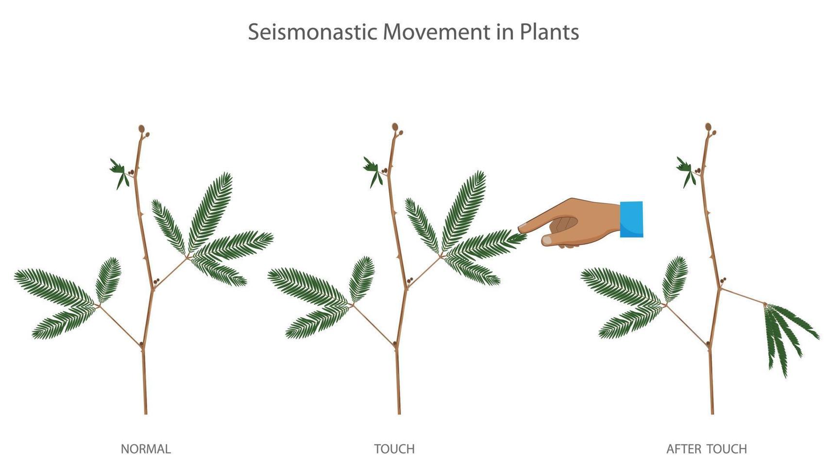 mecánico estímulo me gusta toque porque sísmico movimiento en mimosa pudica plantas vector