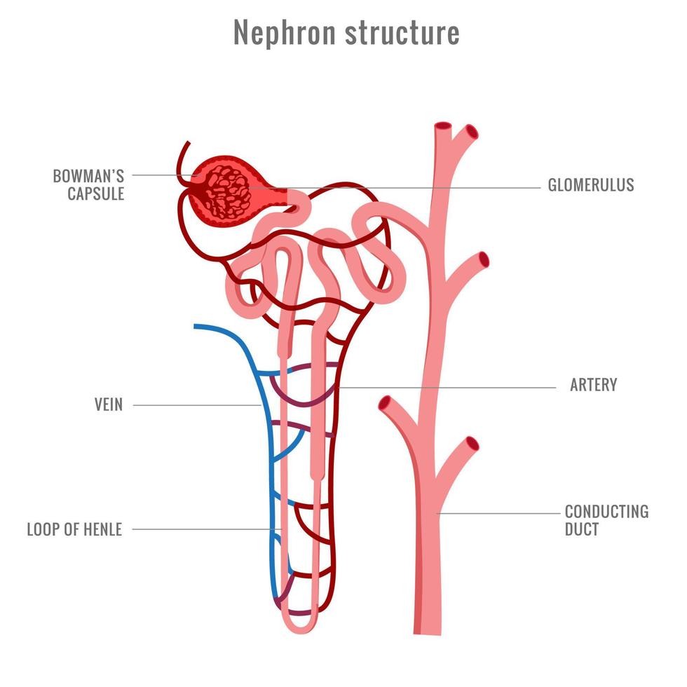 estructura de nefrona en riñón vector ilustración