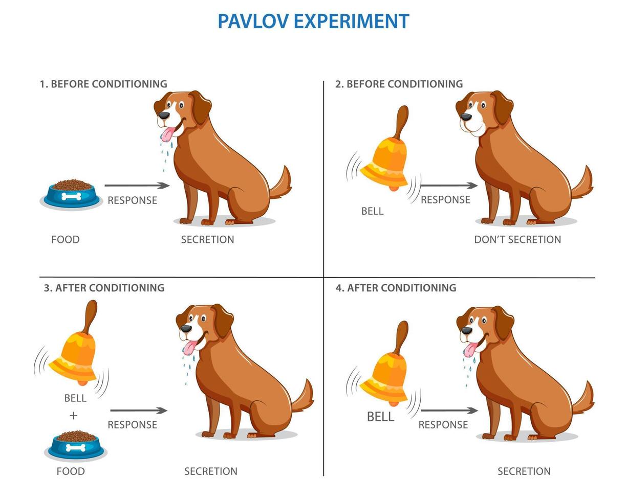 Pavlov's experiment on the dog, conditional mechanisms vector