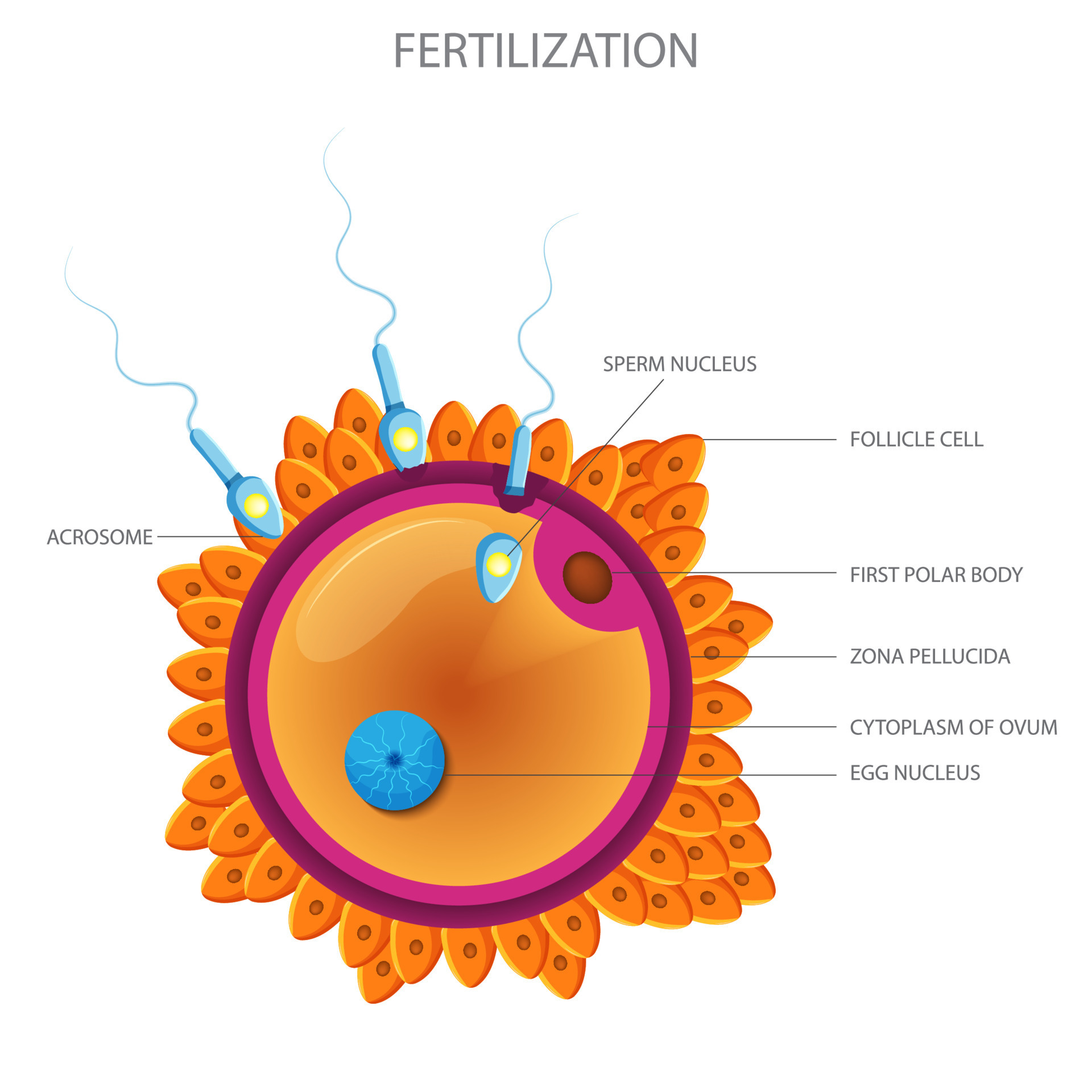 Male sperm fertilize female egg, Fertilization and ovulation concept