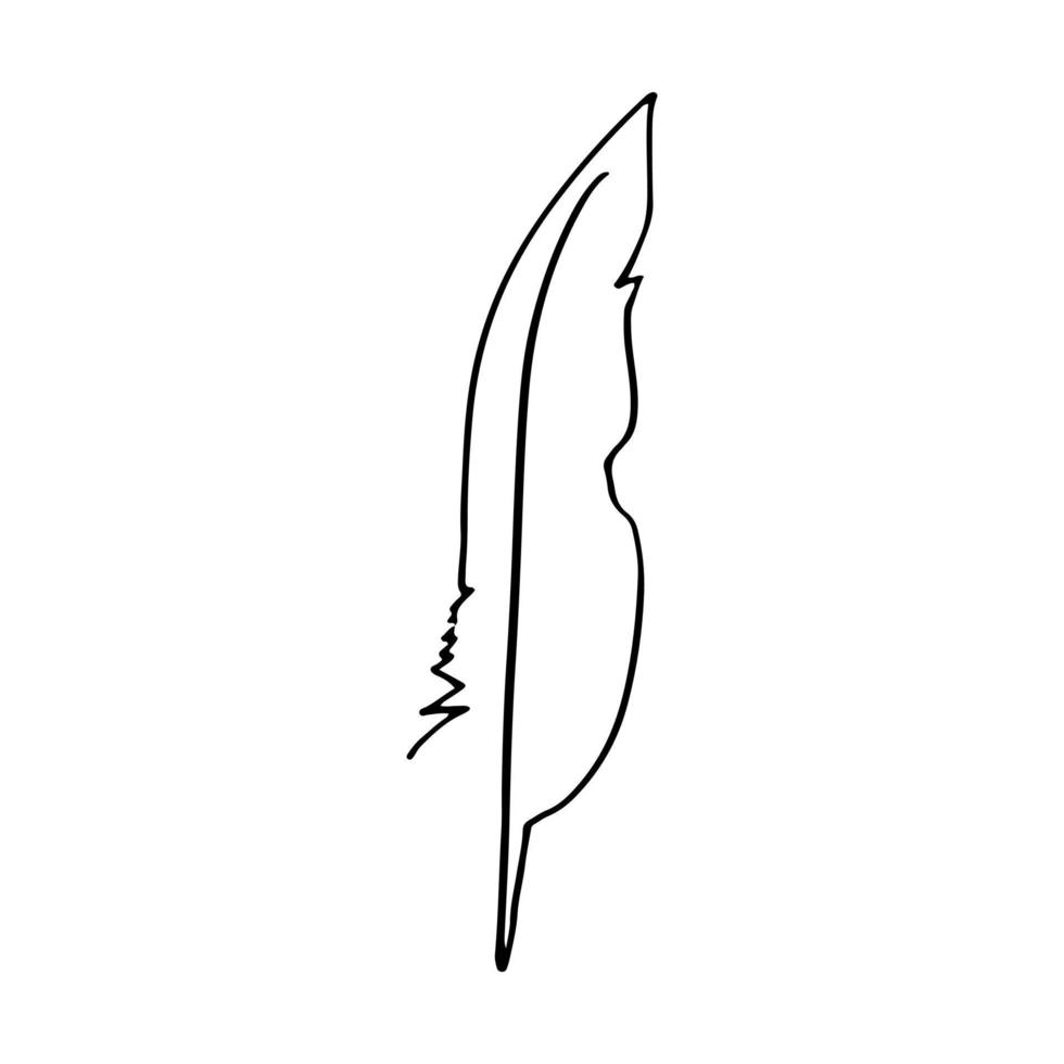 Bird feather for a quill. Sketch feather illustration for a tattoo design. Vector illustration isolated in white background