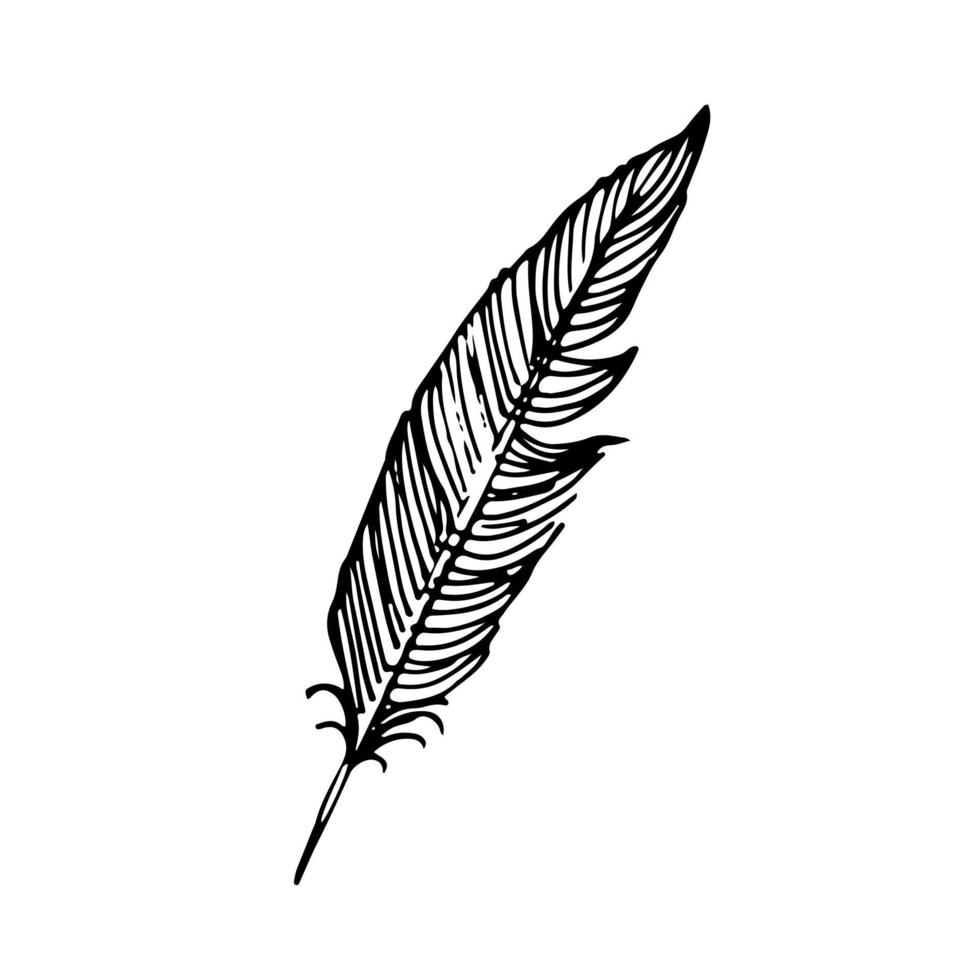 Hand drawn feathers. Vector doodle illustration. Isolated on white background