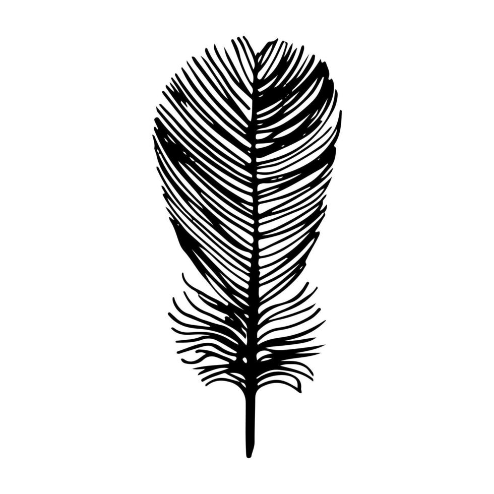 Hand drawn feathers. Vector doodle illustration. Isolated on white background