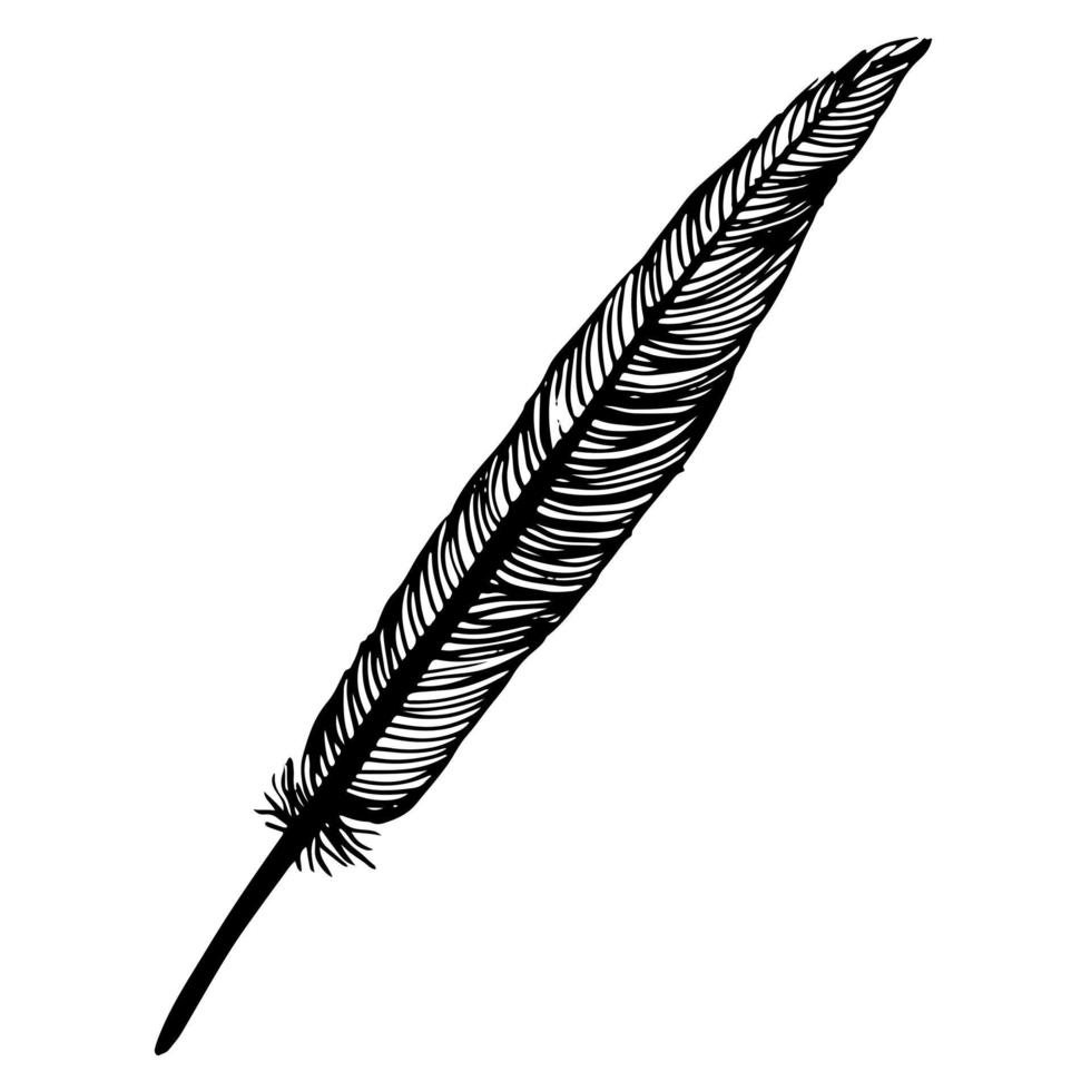 Writer's feather. Vector illustration hand drawn doodle.